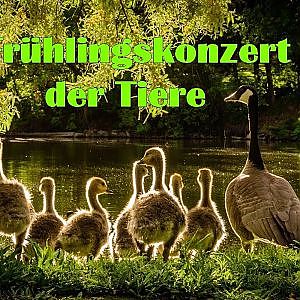 TommyG-Frühlingskonzert der Tiere - YouTube