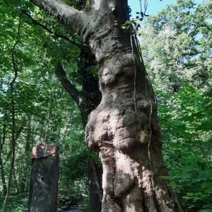 Alter Baum im Grund