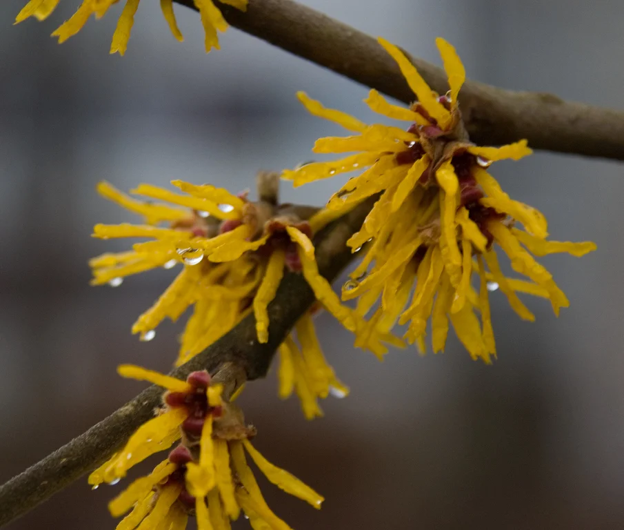 070206HAMAMELIS_WINDISCH_A (2).JPG