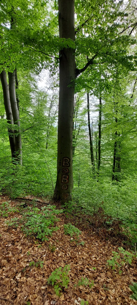 1000064905.webp