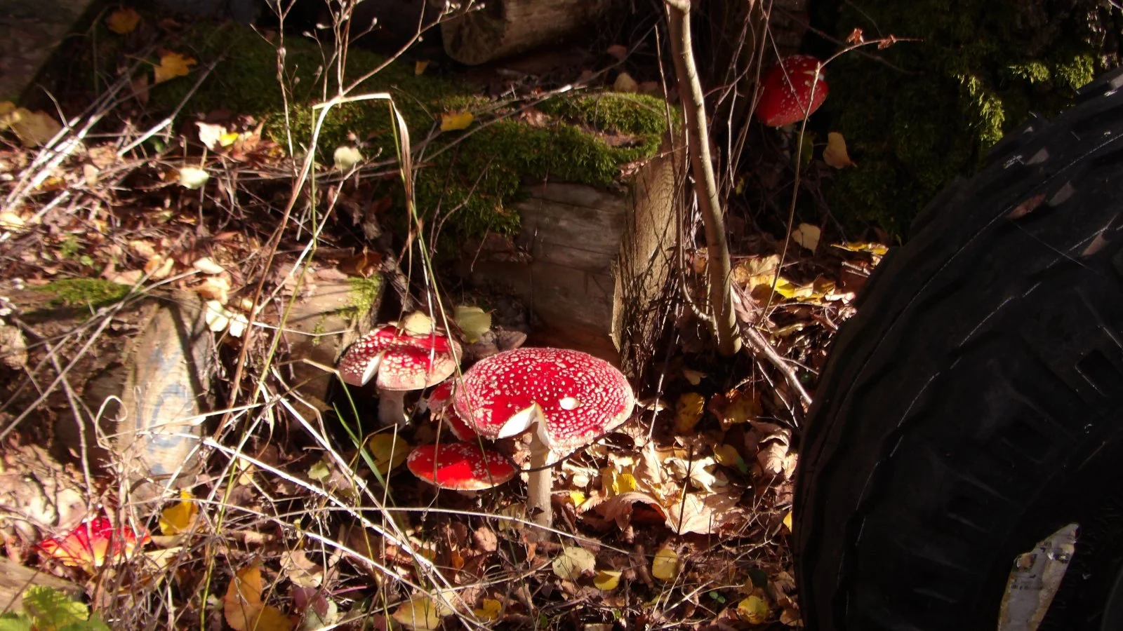 100_0061.JPG