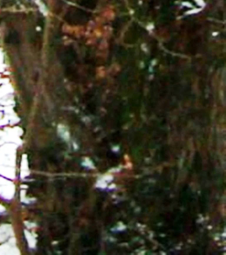 10406782_293965034106731_3373337587060625740_n.jpg