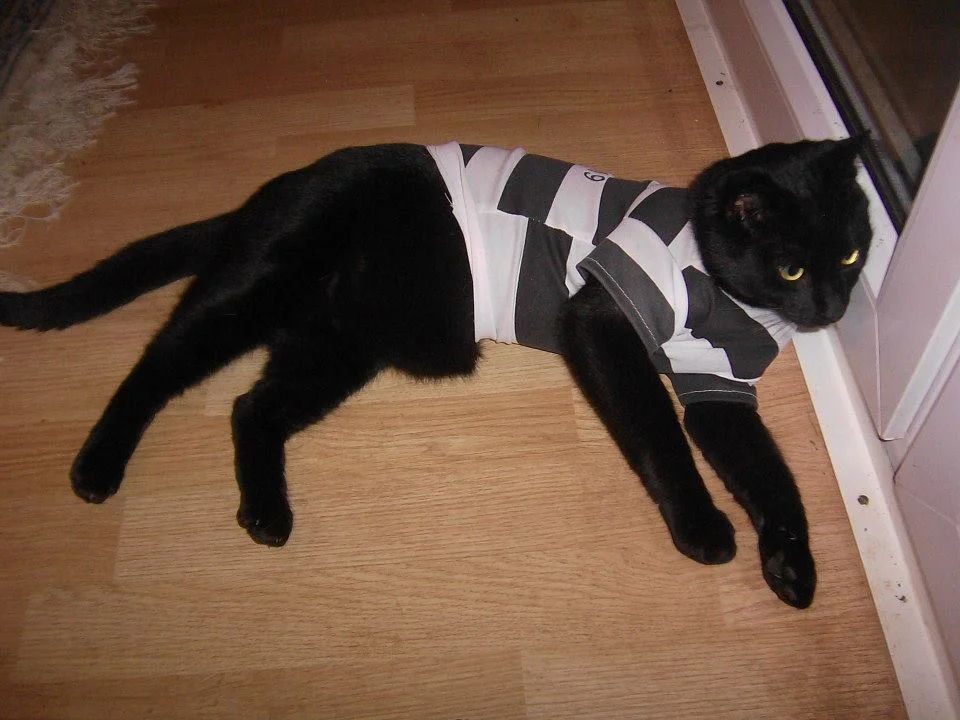 1236766_1383016758598476_1942721036_n