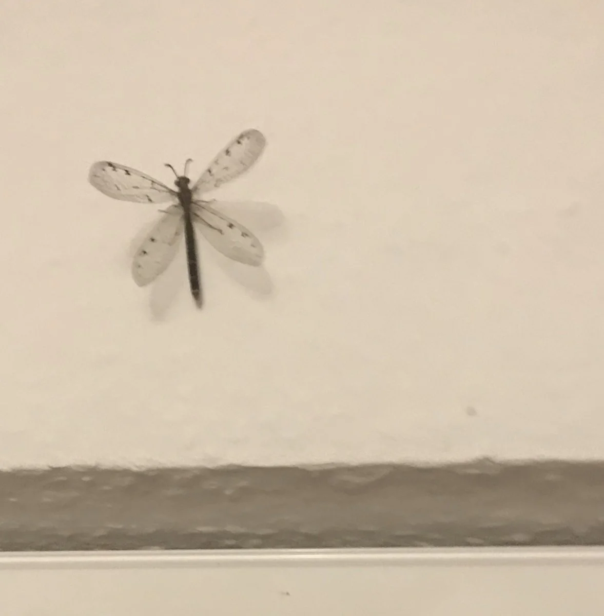 17C314F0-DF1D-48E9-8011-E5944BDD5D12.jpeg