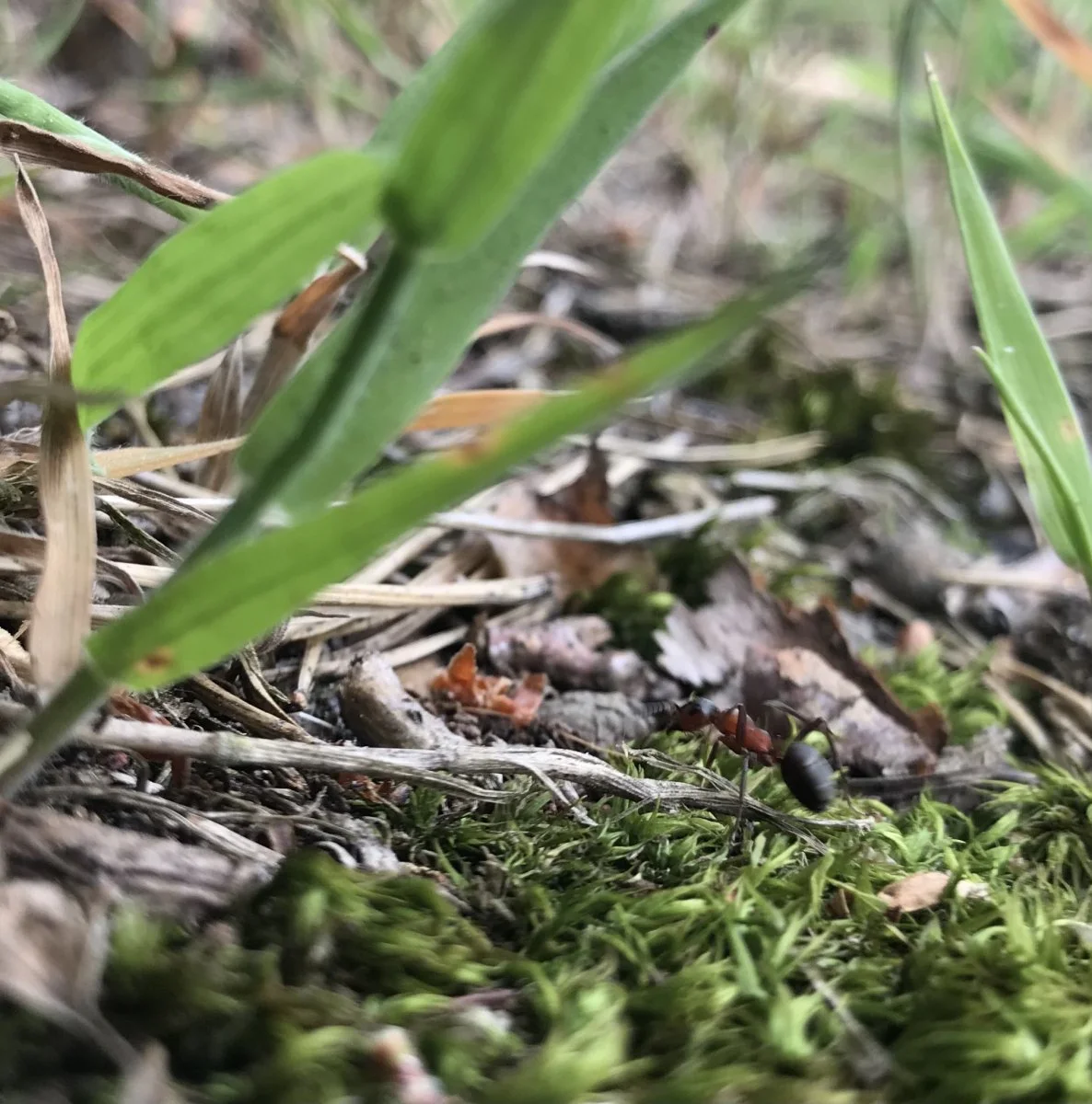 18310168-1B8C-46F4-A82D-C69E6D49D1DE.jpeg