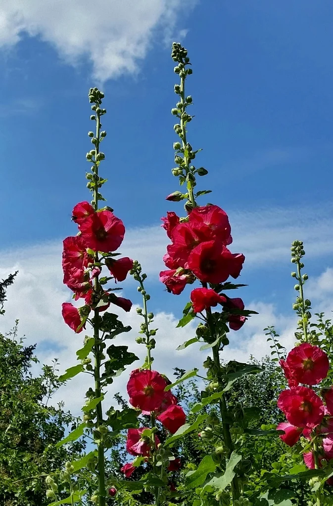 20150722_143456-1 (673x1024).jpg