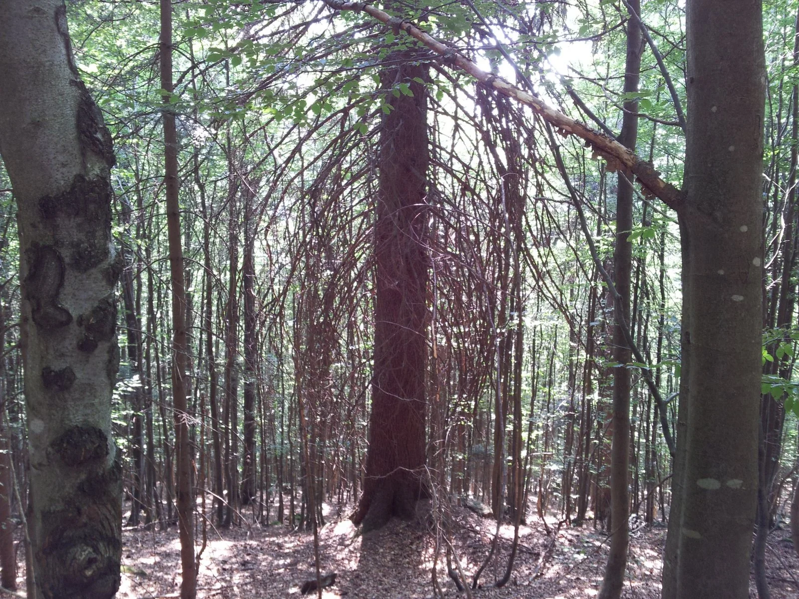 20150809_104411.jpg
