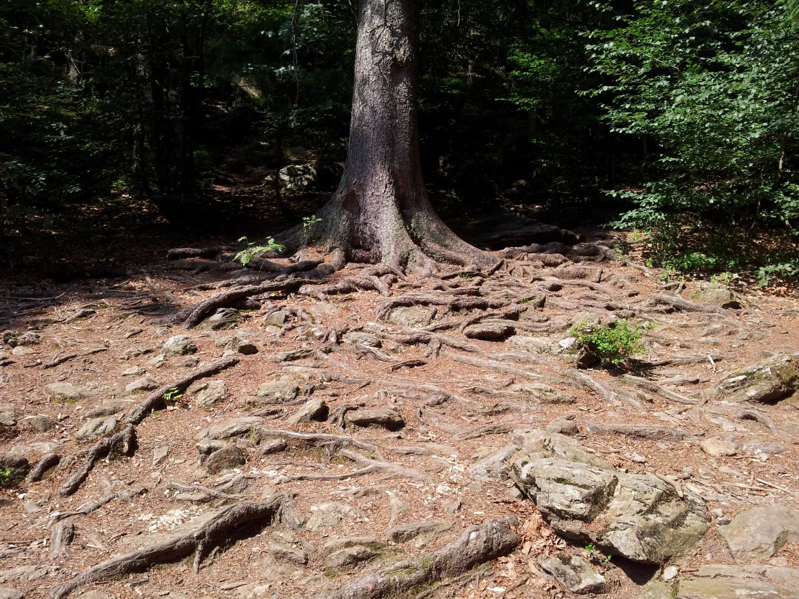 20150809_120349.jpg