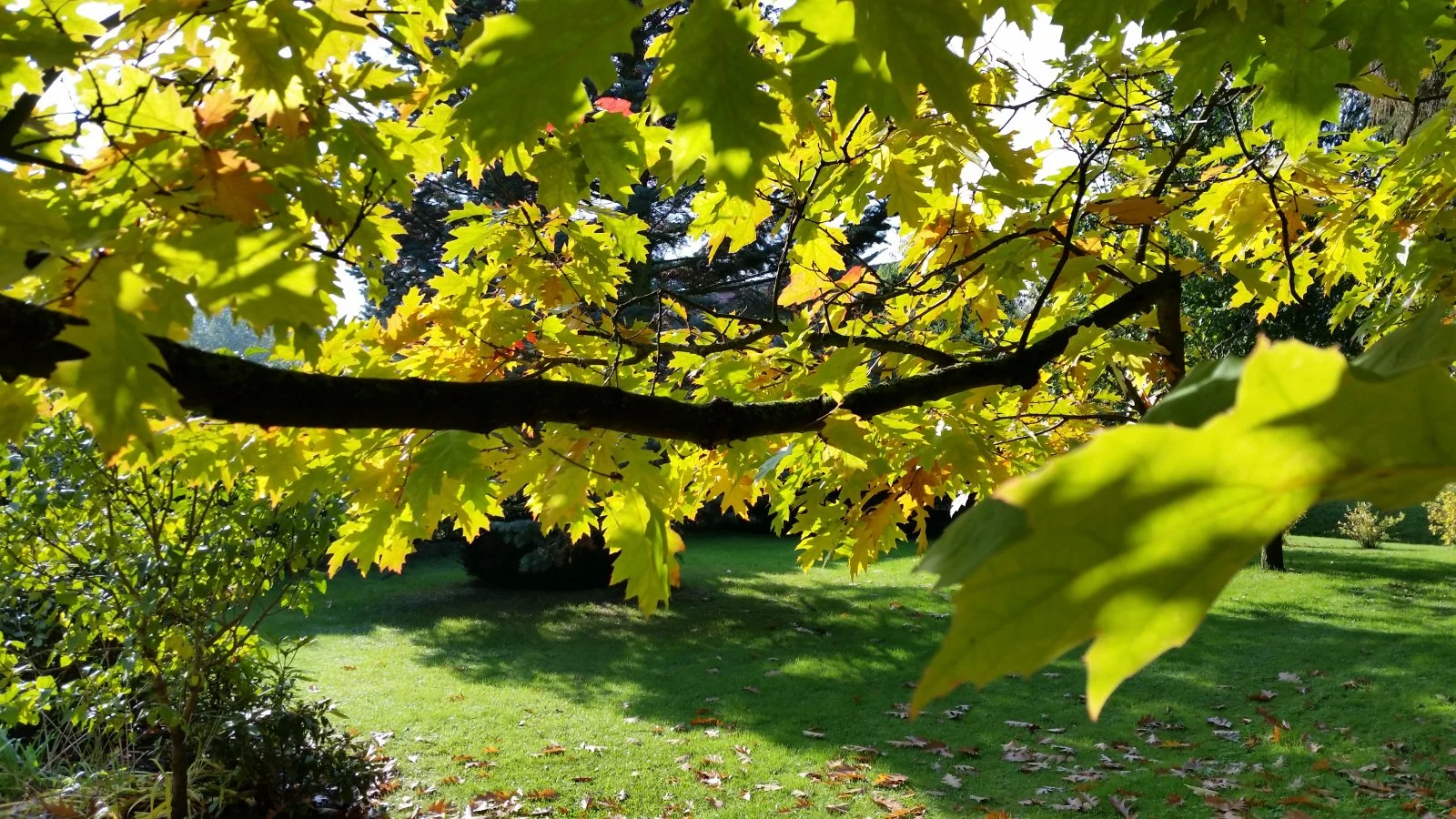 20151019_141634[1].jpg