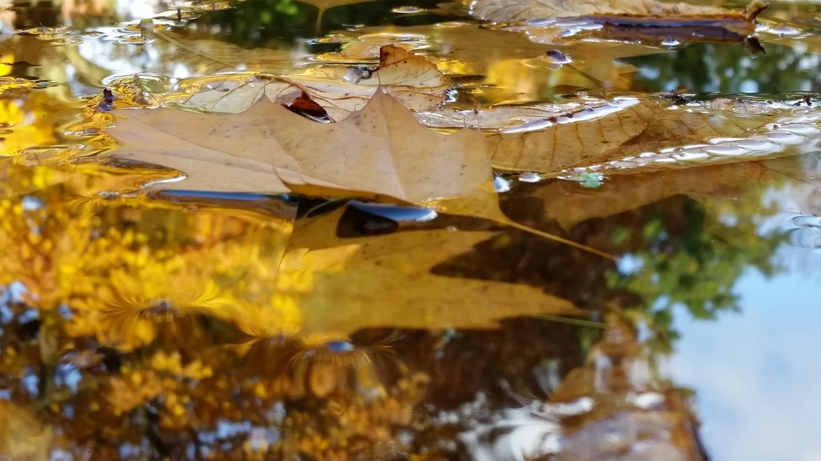 20151023_114449[1].jpg