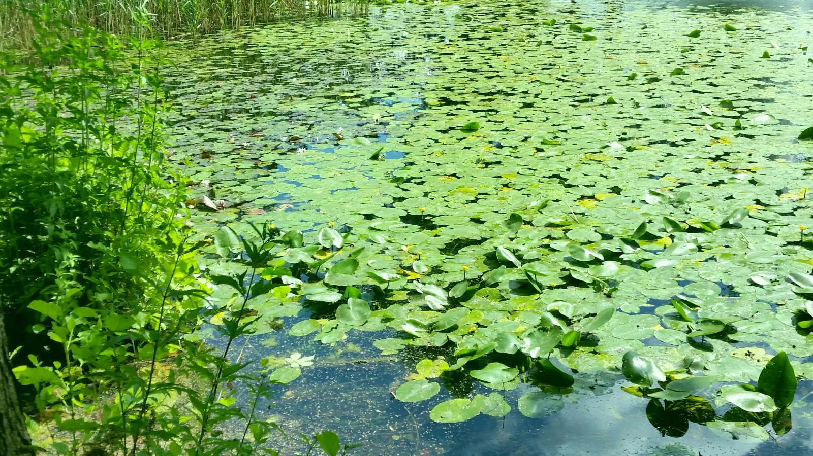 2016-07-06_19.55.48[1].jpg