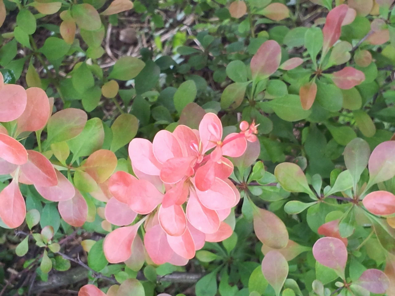 20160516_122735_resize.jpg