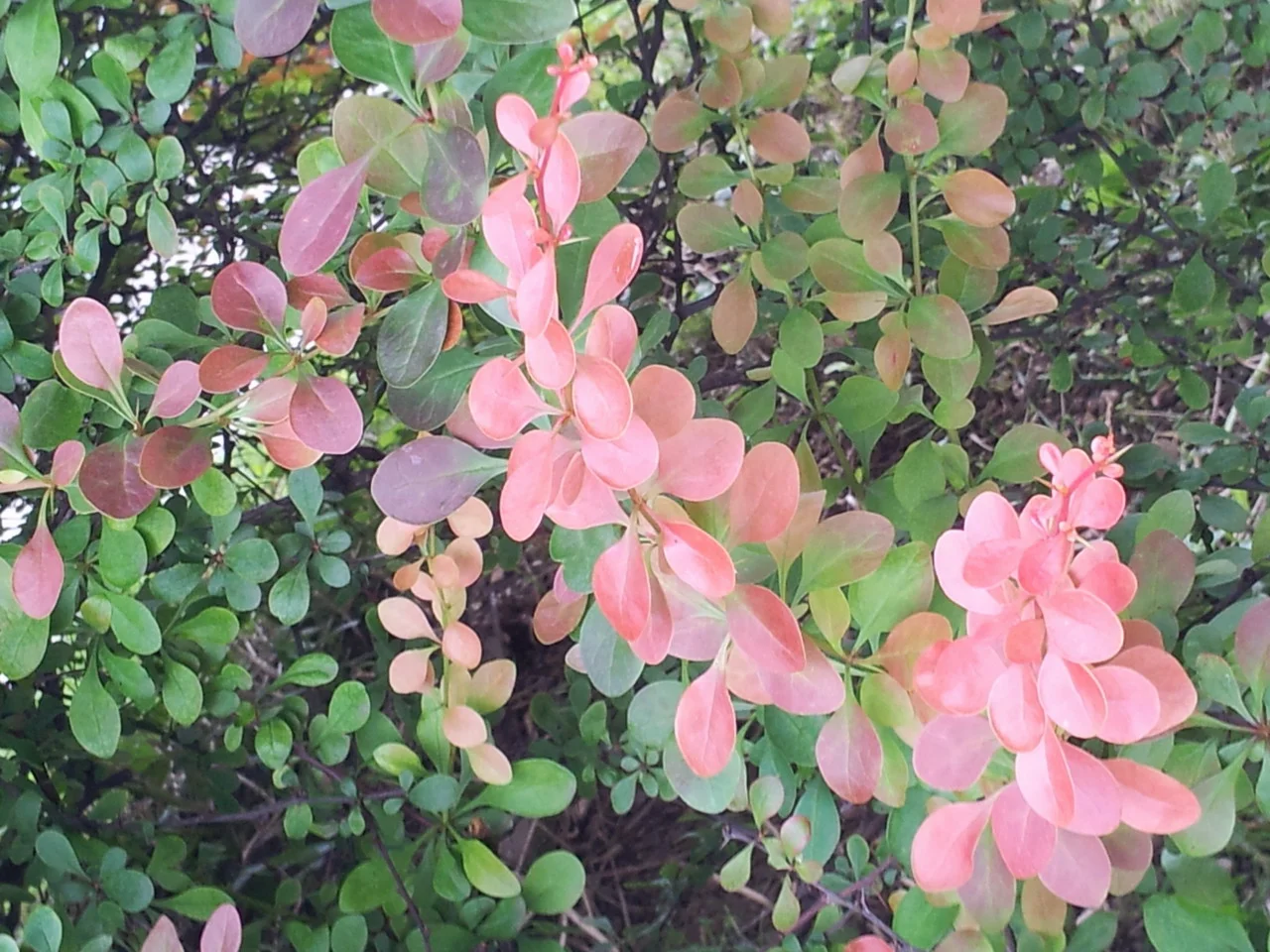 20160516_122751_resize.jpg