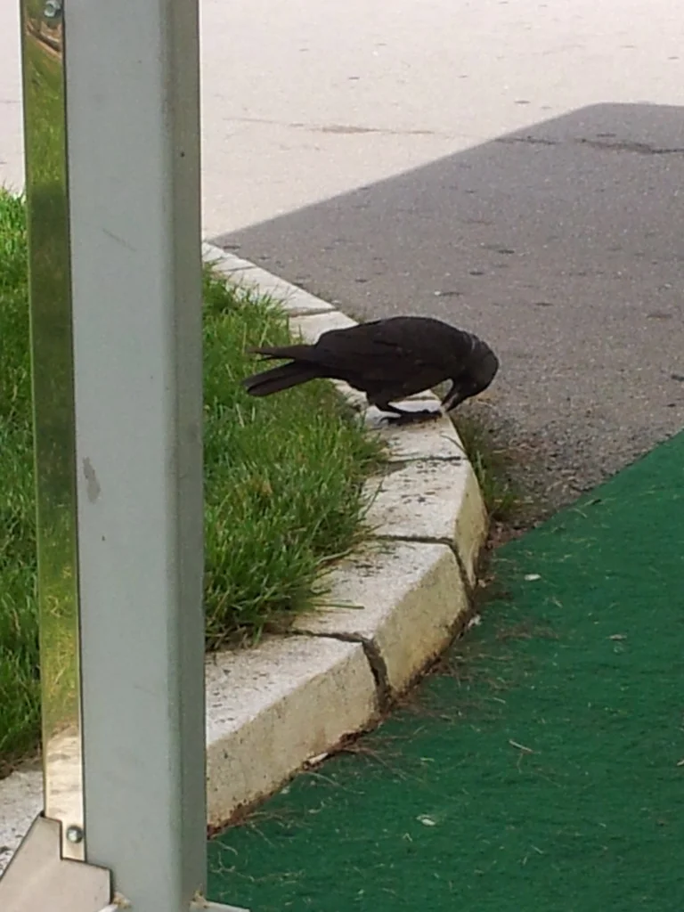 20160611_112525_resize.jpg