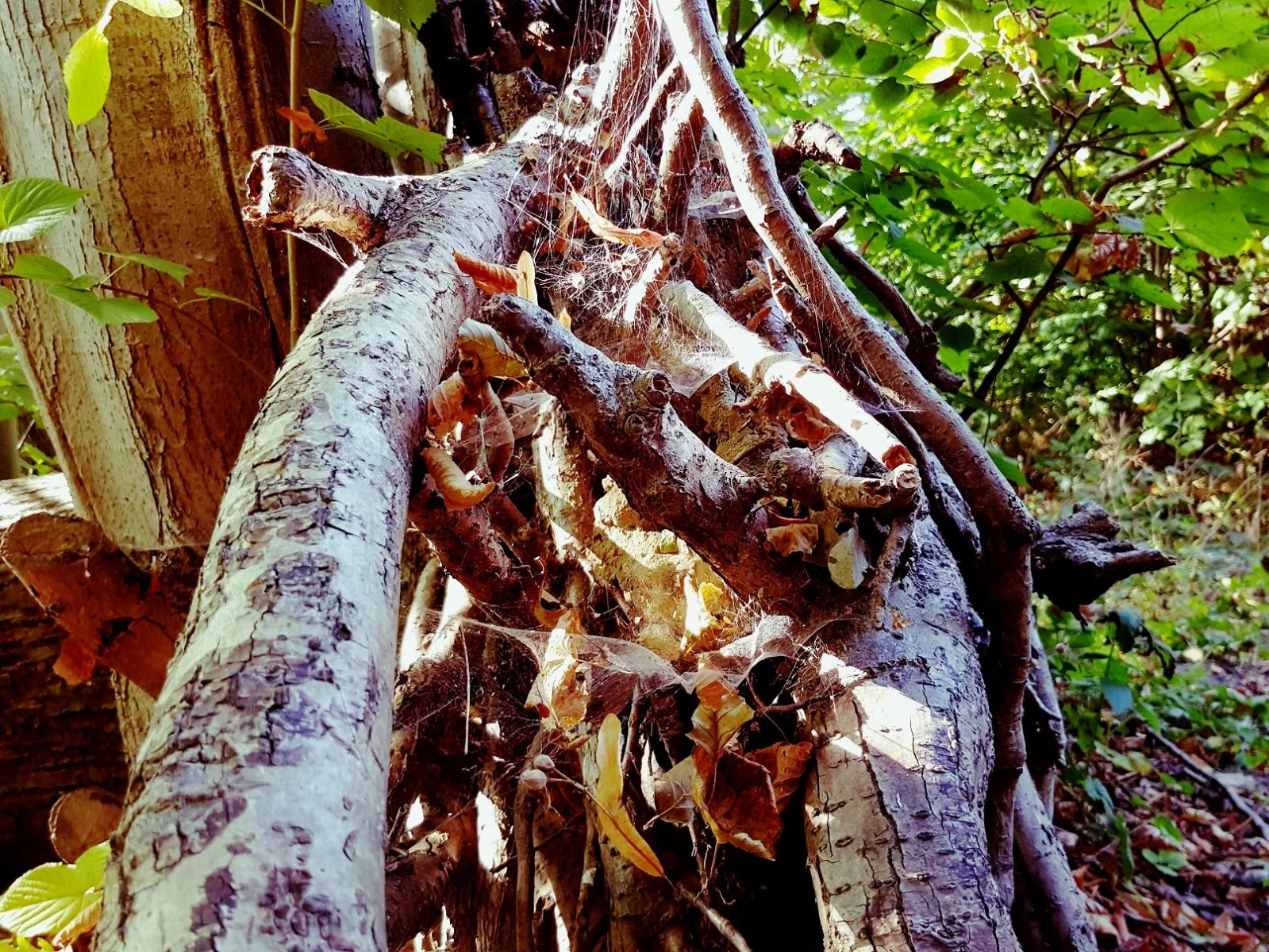 20160925_212105.jpg