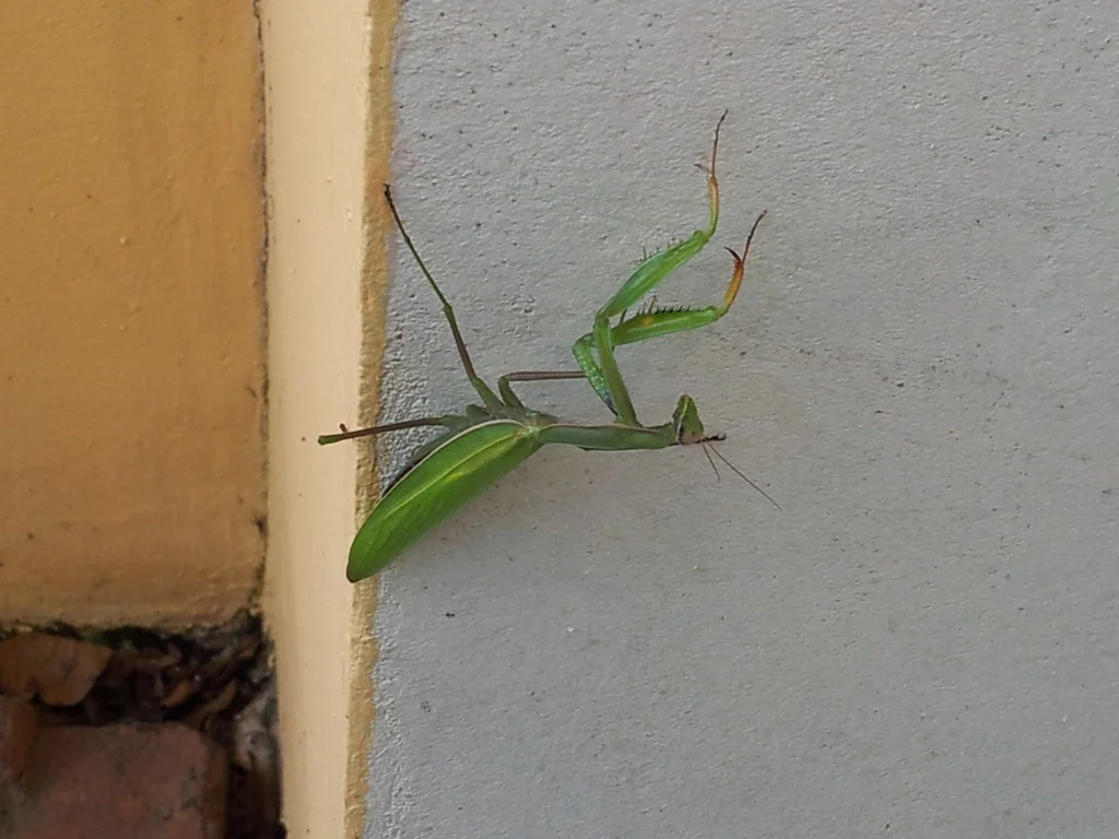 20161105R.jpg