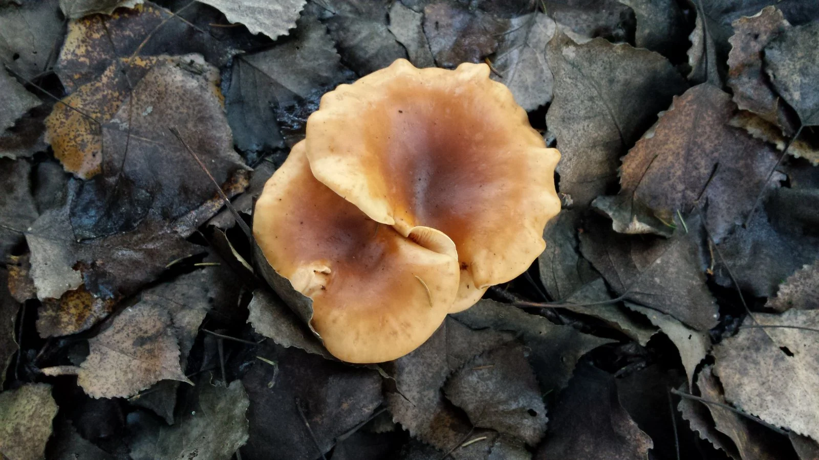 20161112_150406.jpg