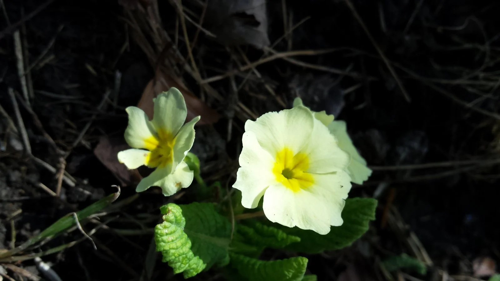 20170227_115006.jpg