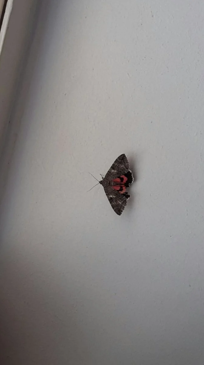 2018-09-16 14.18.02 (1).jpg