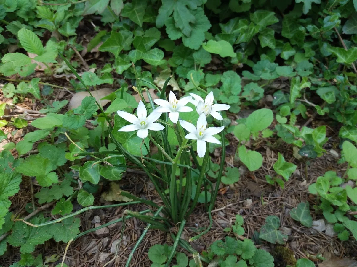 20180509_145445 Blummen.jpg