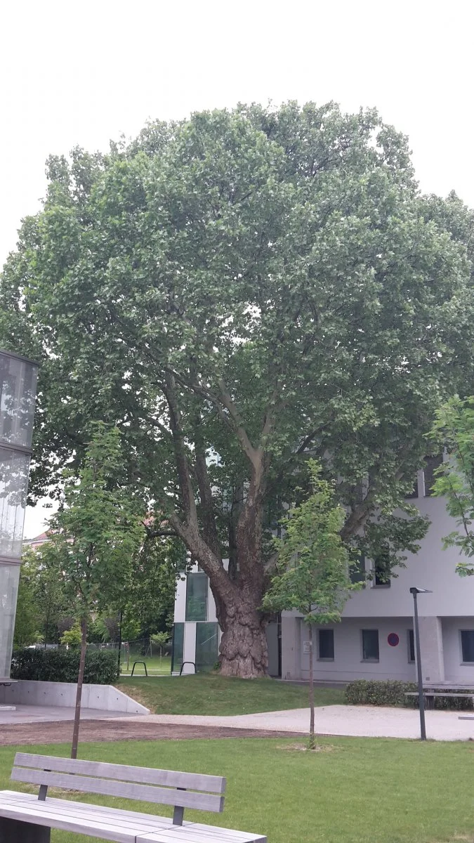 20180511_113742 (1).jpg