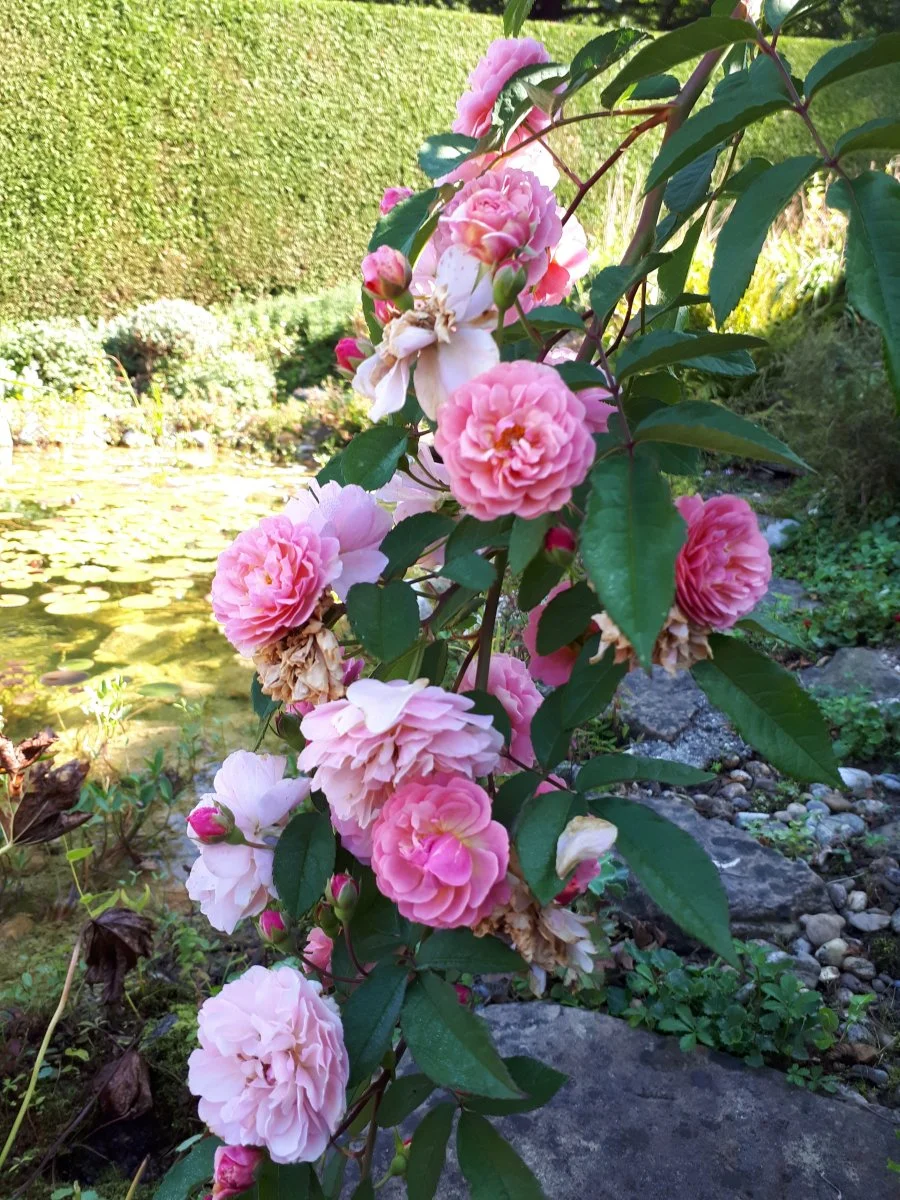 20180912_102705.jpg