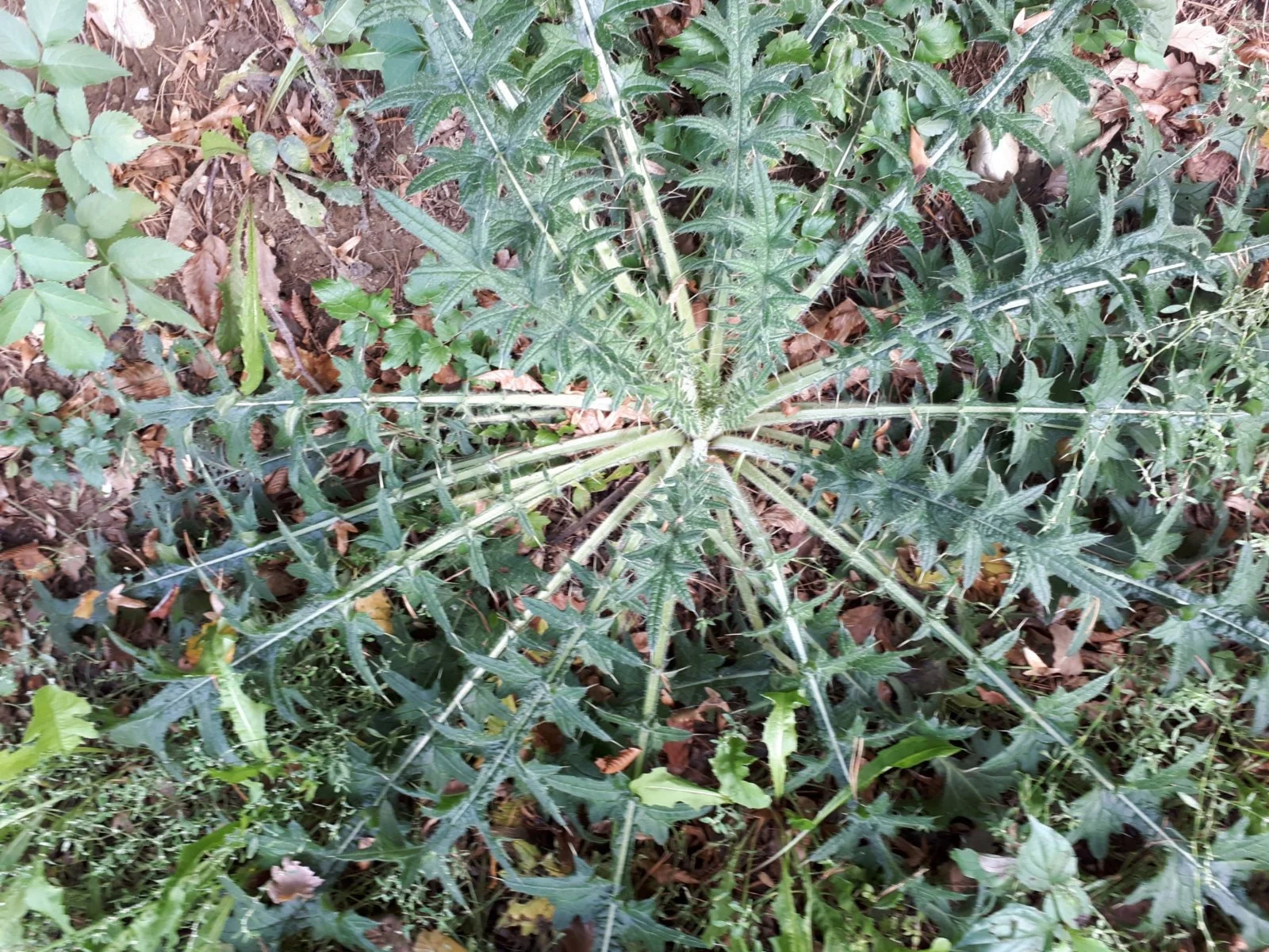 20180922_160839-3456x2592.jpg