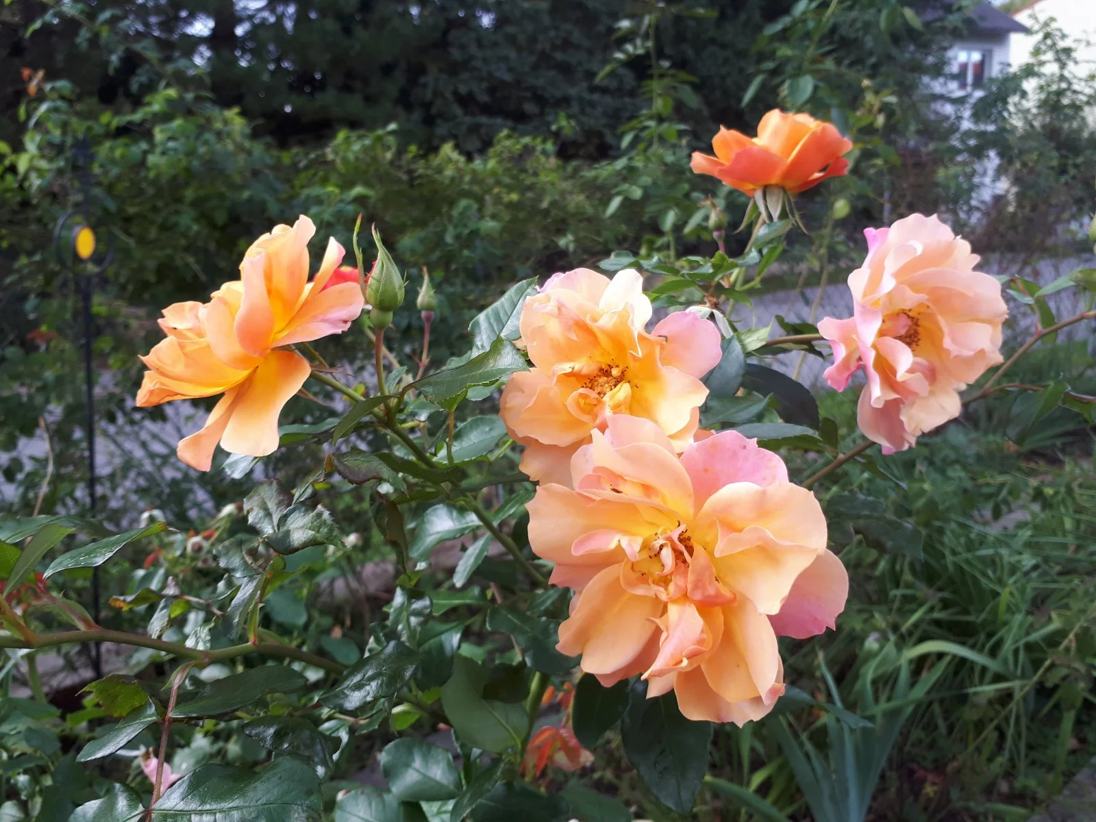 20180924_150911.jpg
