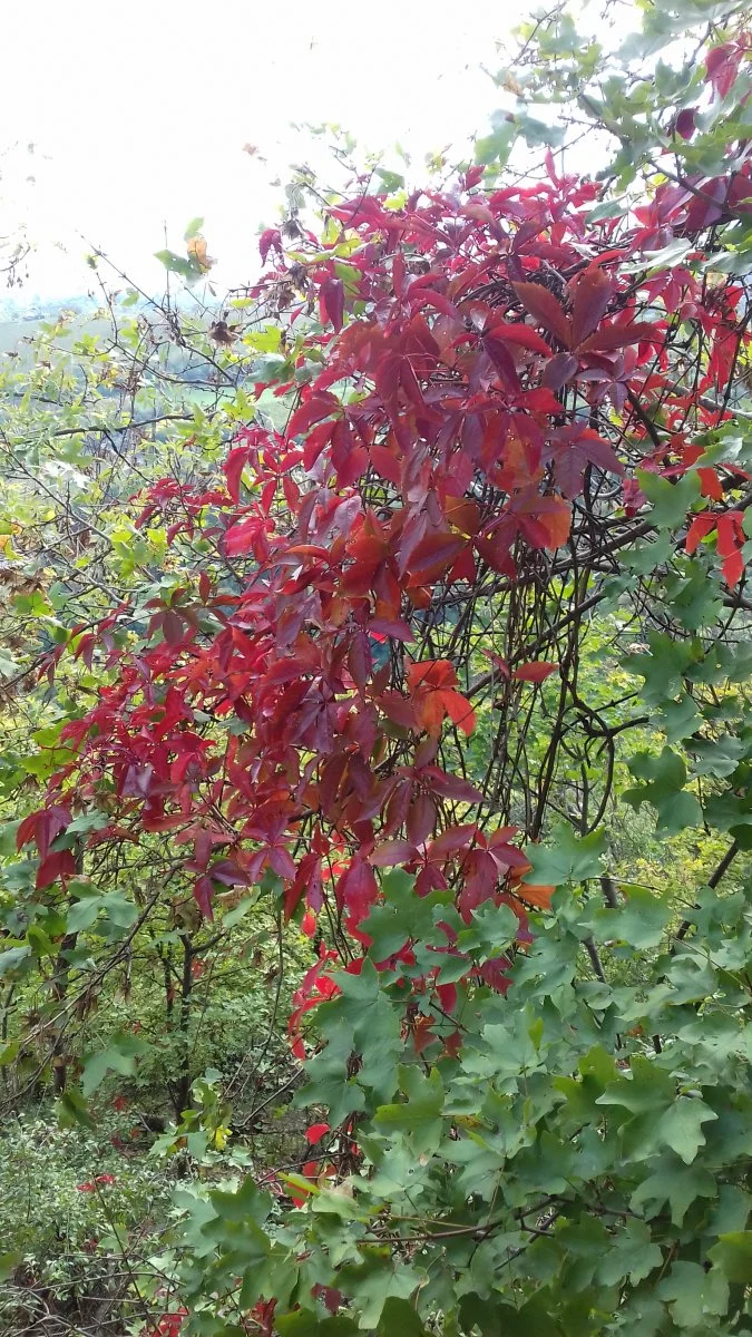 20181007_141839.jpg