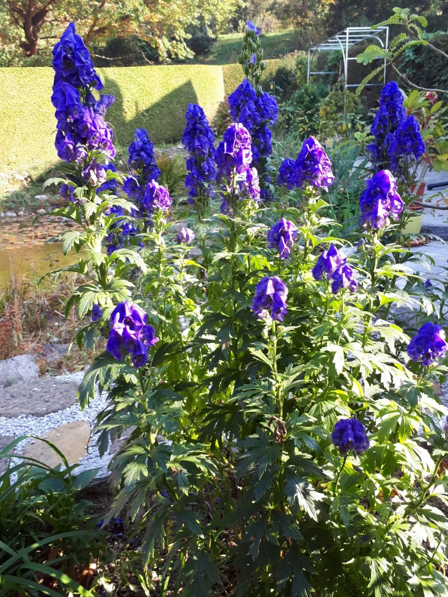 20181017_121805-2592x3456.jpg