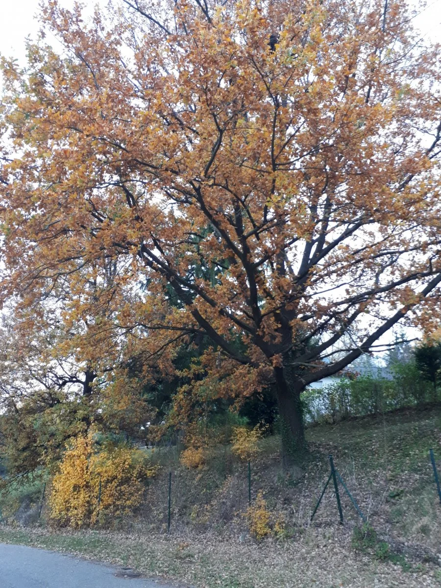 20181102_161759-2592x3456.jpg