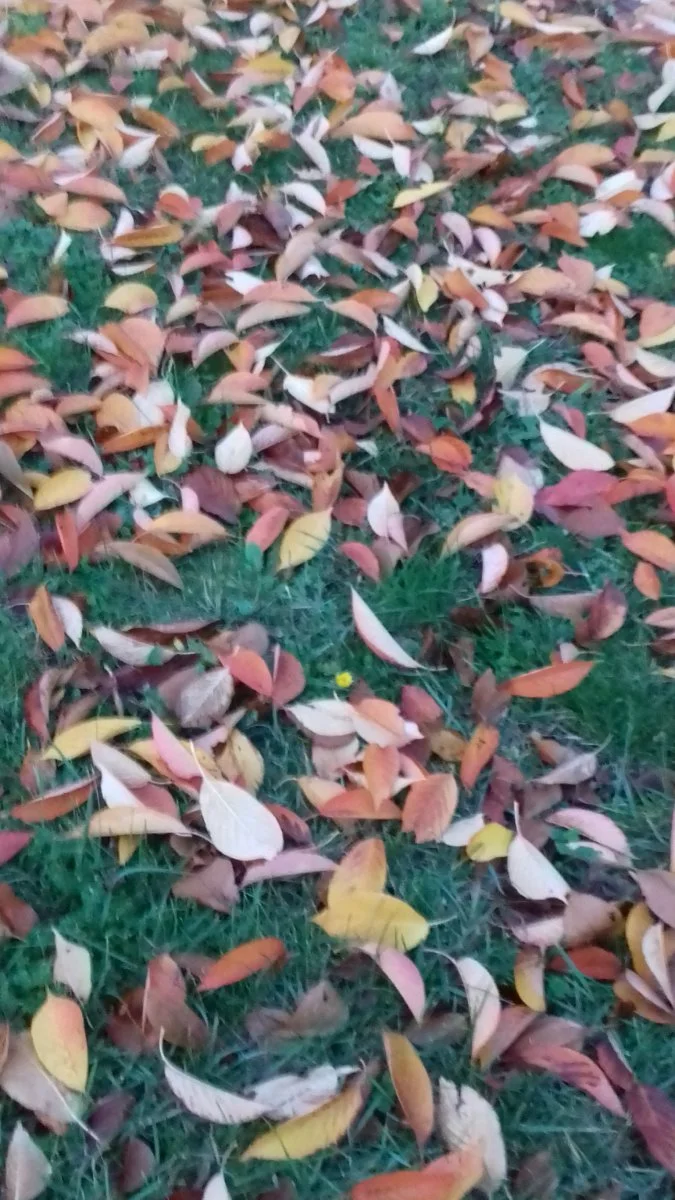 20181104_163258.jpg