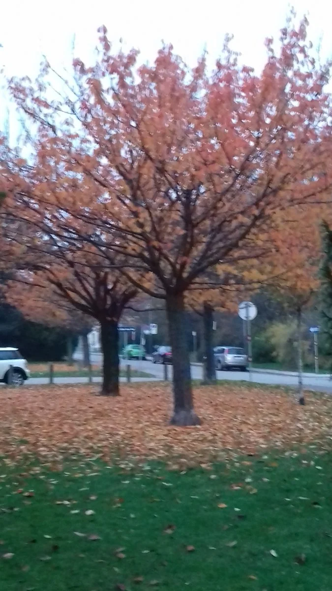 20181104_163428.jpg