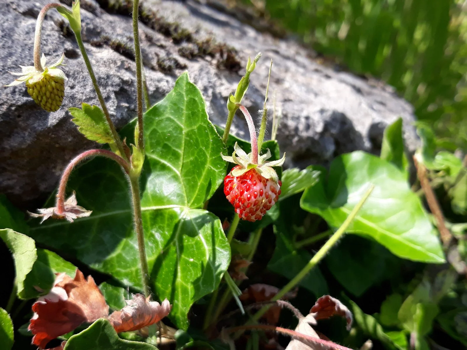 20190529_164432 Walderdbeere.jpg