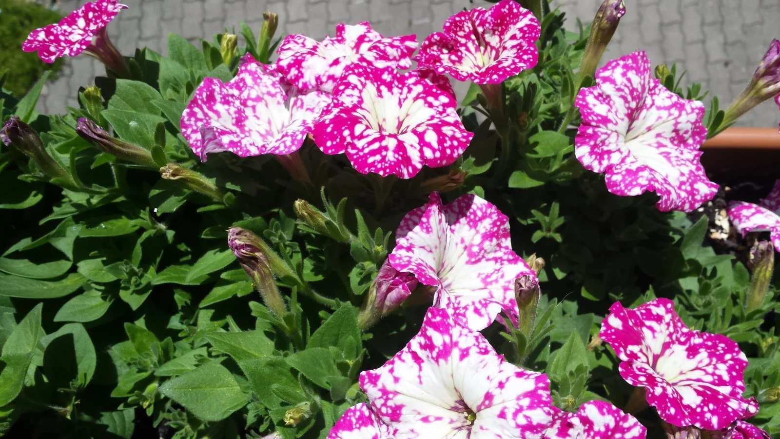 20190602_130237.jpg