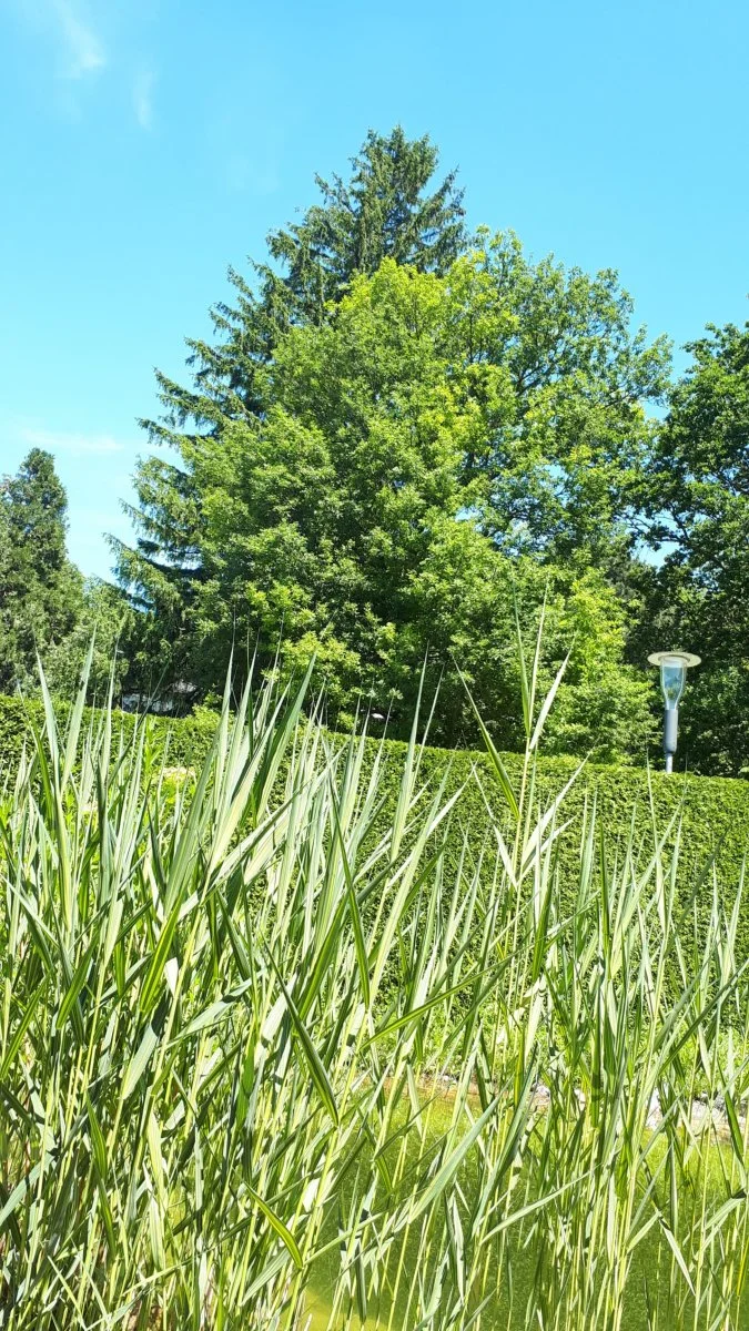 20190604_133617-1944x3456.jpg