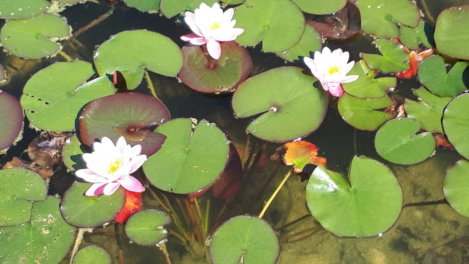 20190605_094608.jpg