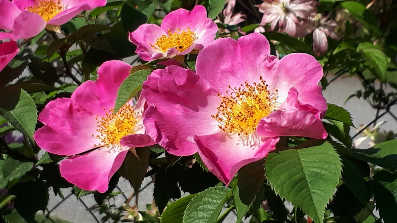 20190605_095151.jpg