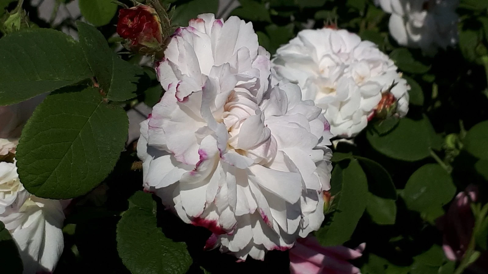 20190605_095208.jpg