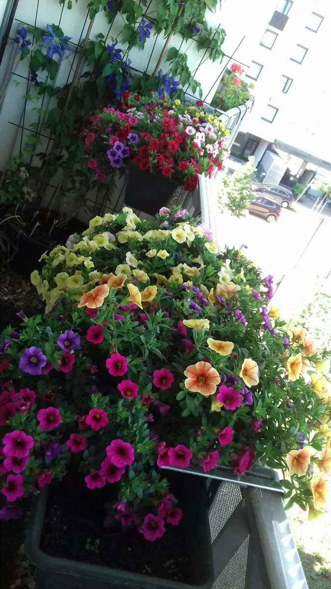 20190605_101218_resized.jpg