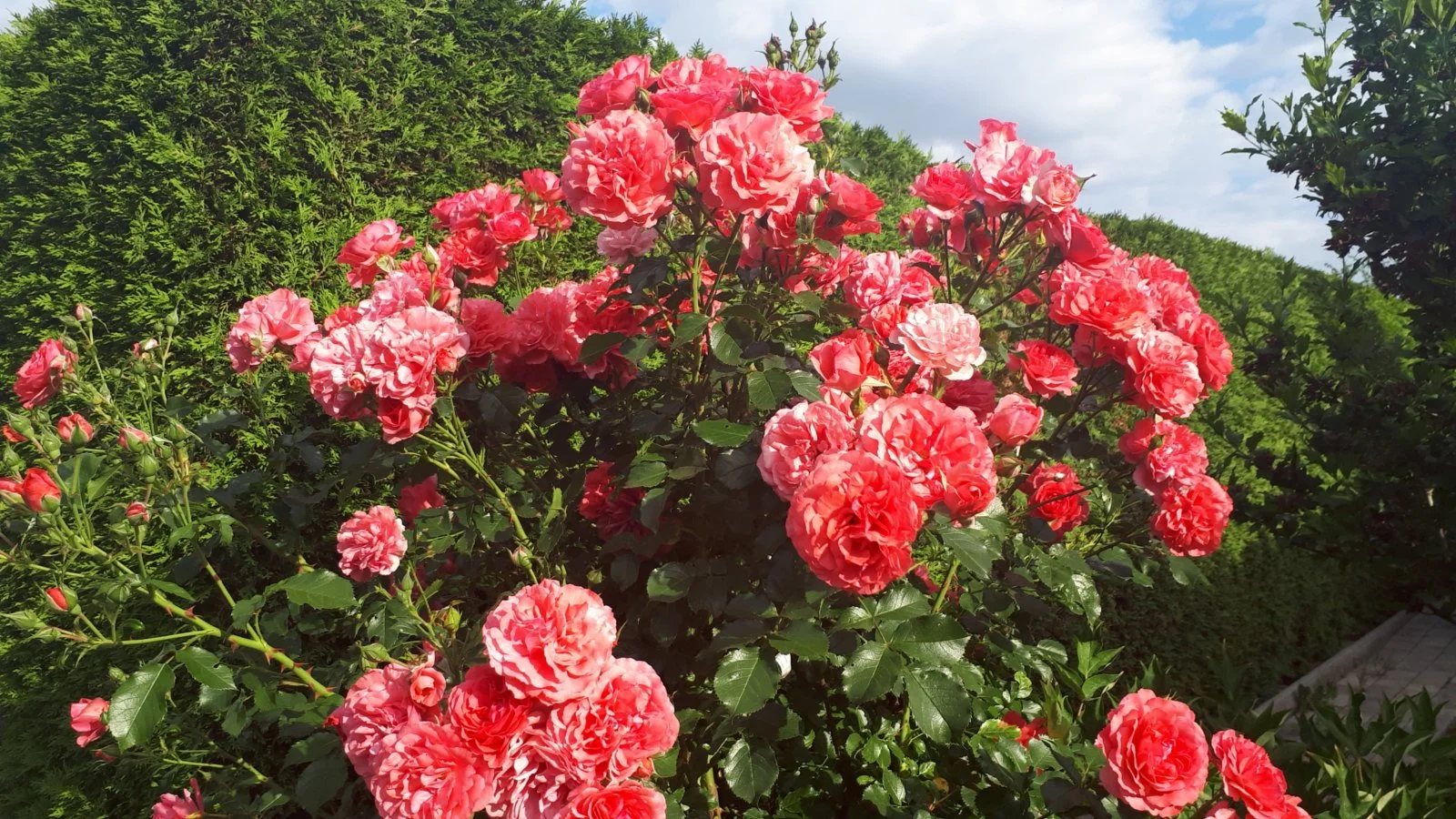 20190609_073836-3456x1944.jpg