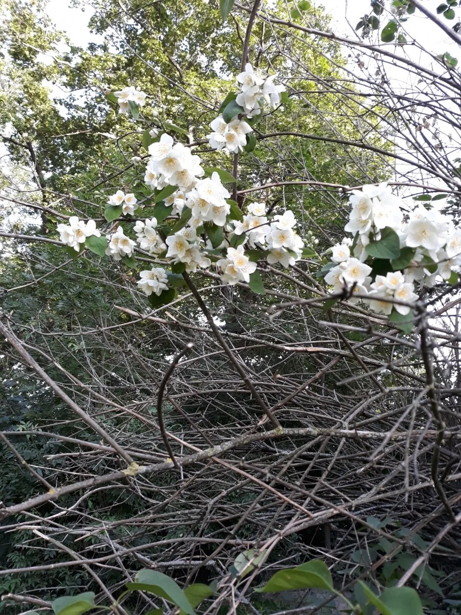 20190609_190246  1.jpg