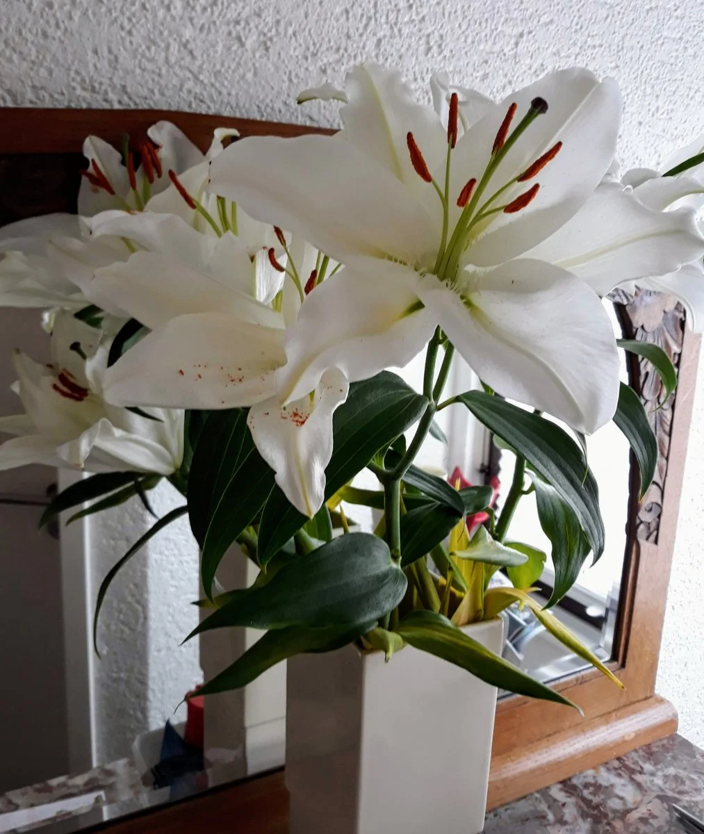 20190616_163418 Lilien.jpg