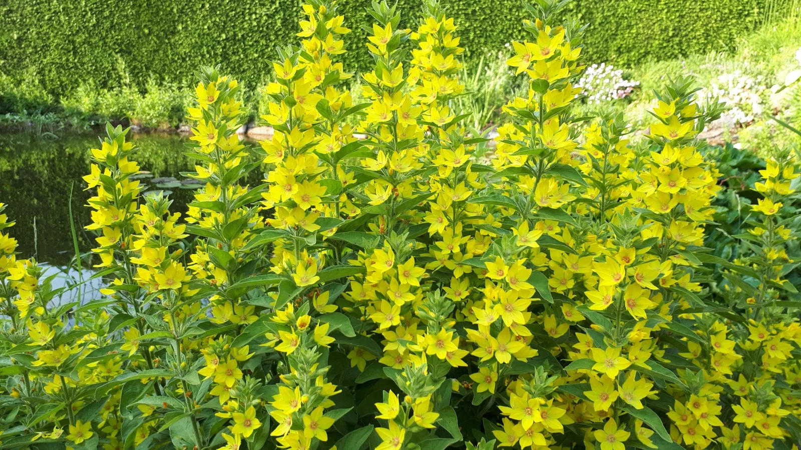 20190617_185139.jpg