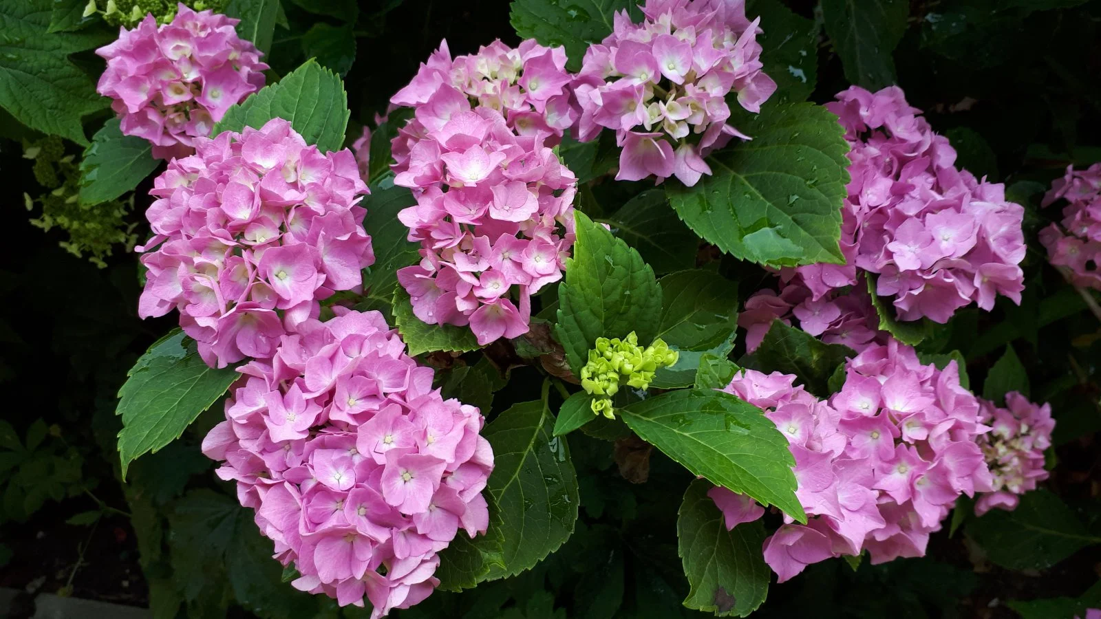 20190623_151627.jpg