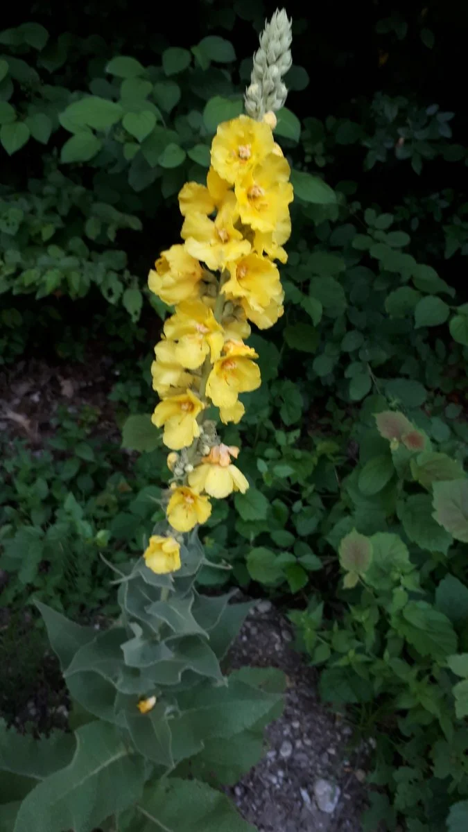 20190627_062921.jpg