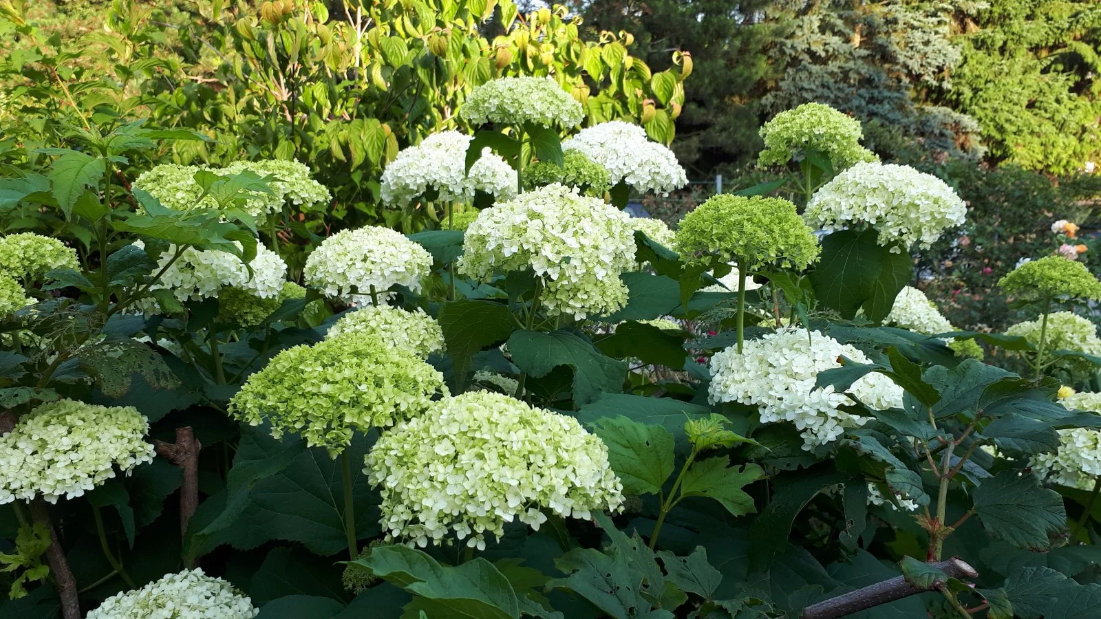 20190627_070028.jpg