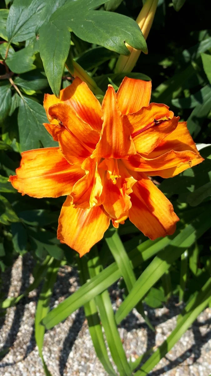 20190627_131516.jpg