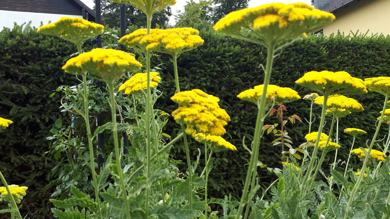 20190709_104445.jpg