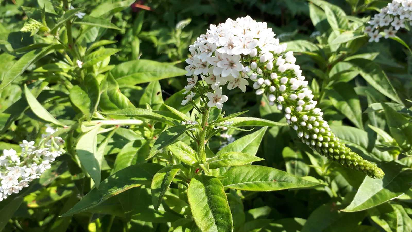 20190714_172121.jpg